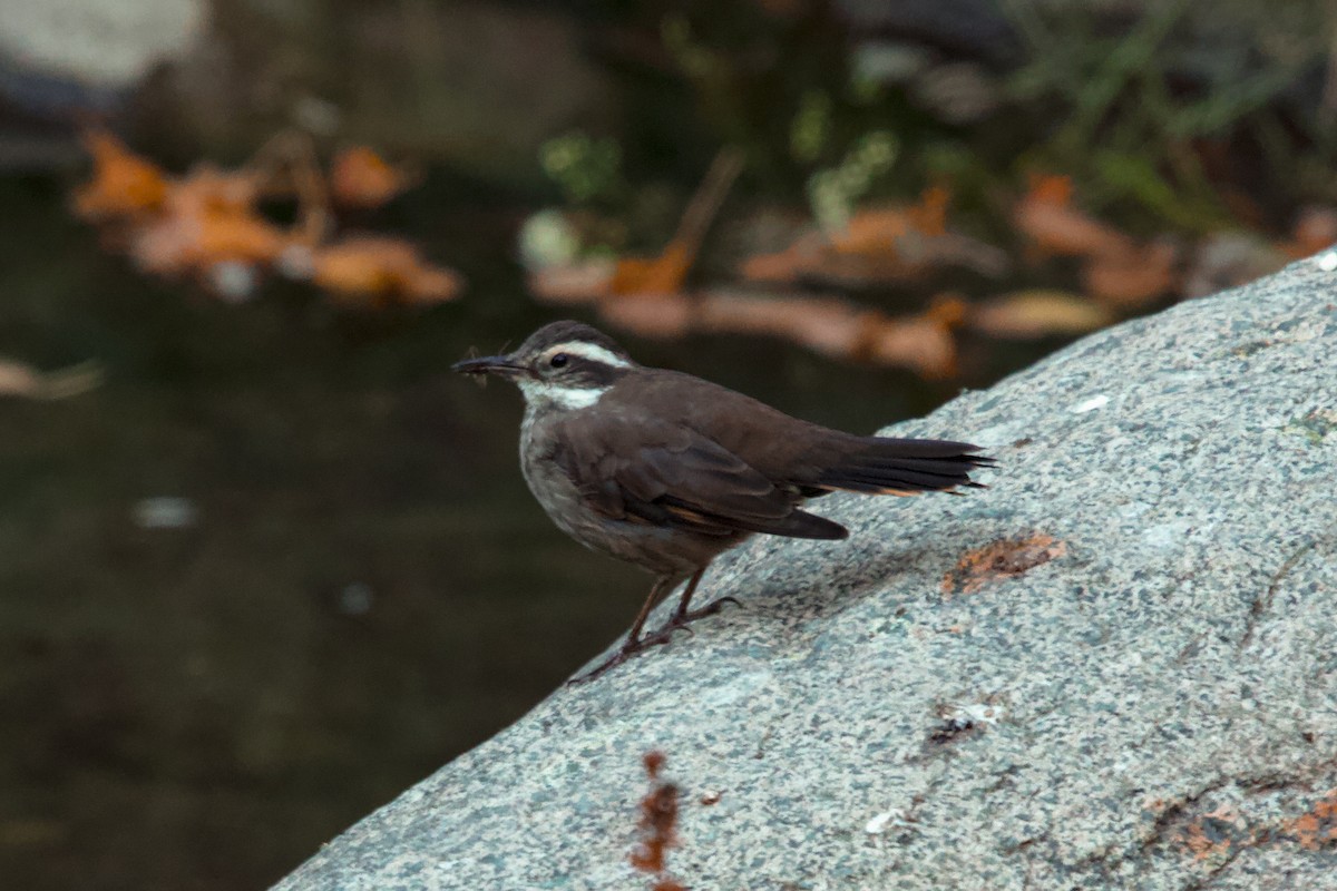 Dark-bellied Cinclodes - ML616635529