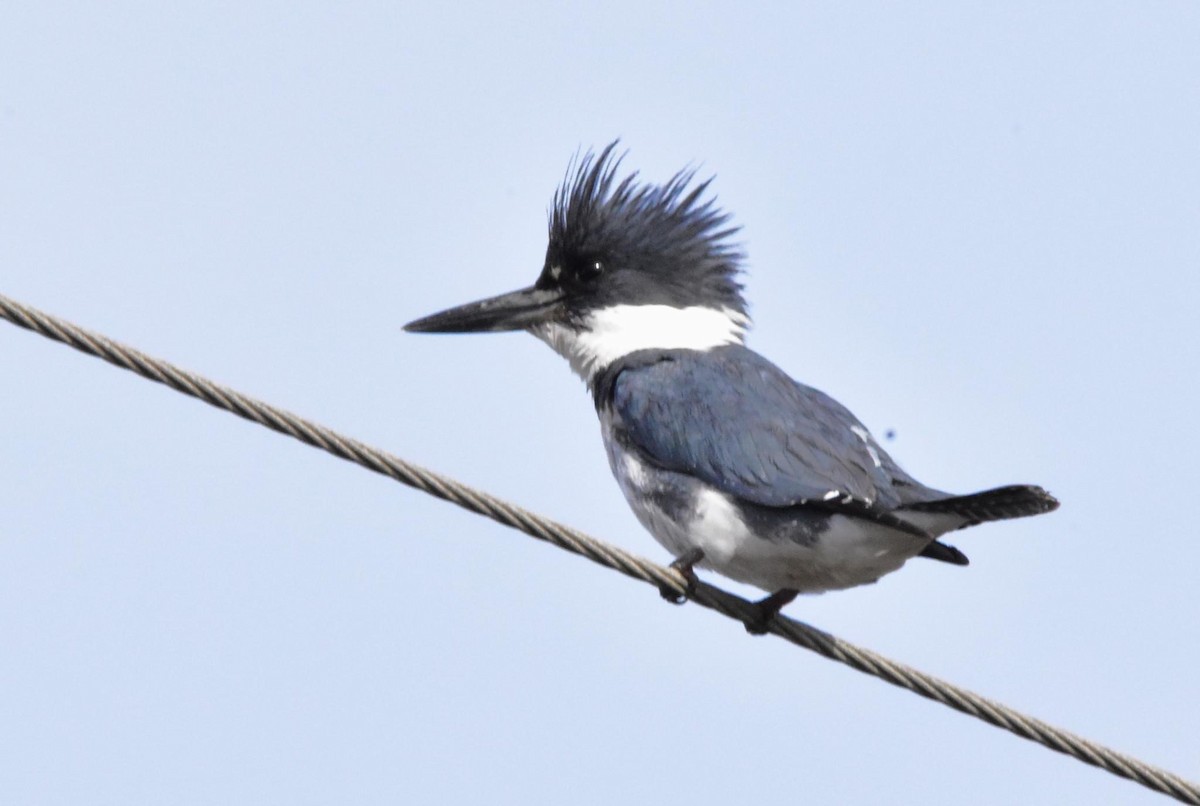 Belted Kingfisher - ML616635532