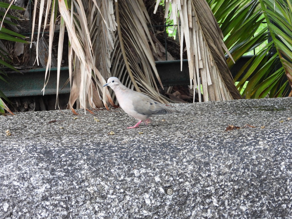 Eared Dove - ML616635547