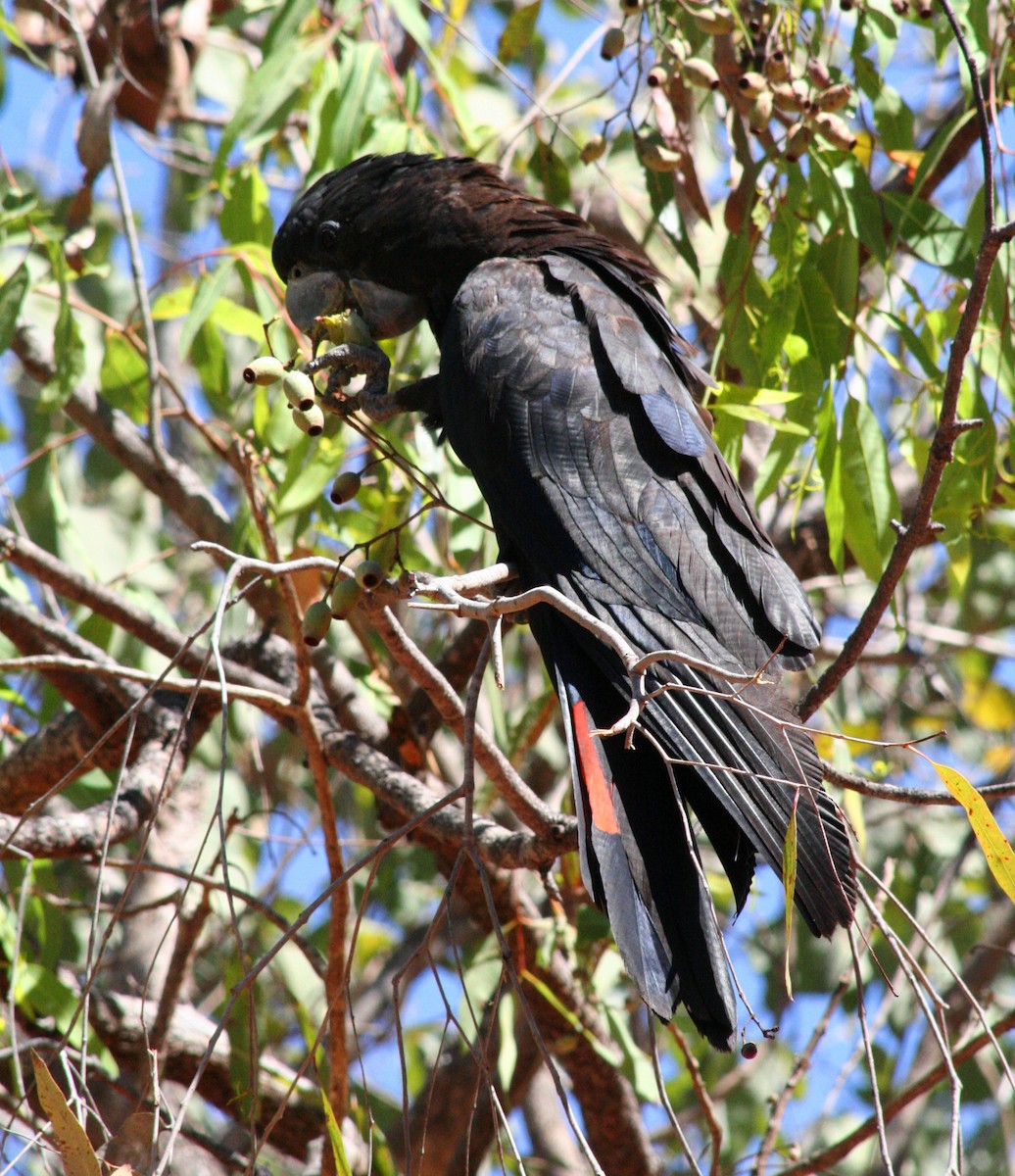 Red-tailed Black-Cockatoo - ML616635558