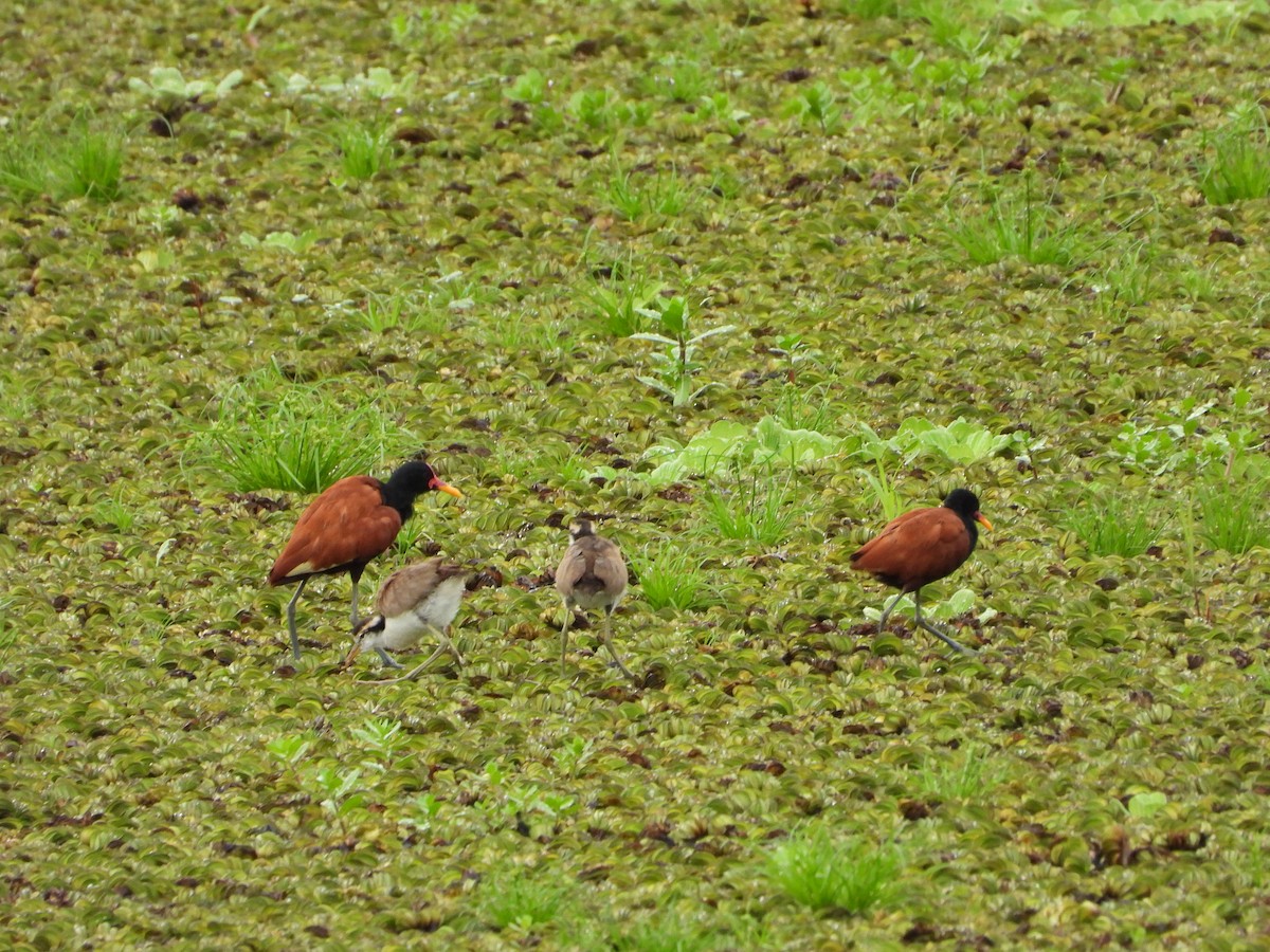 Wattled Jacana - ML616635562