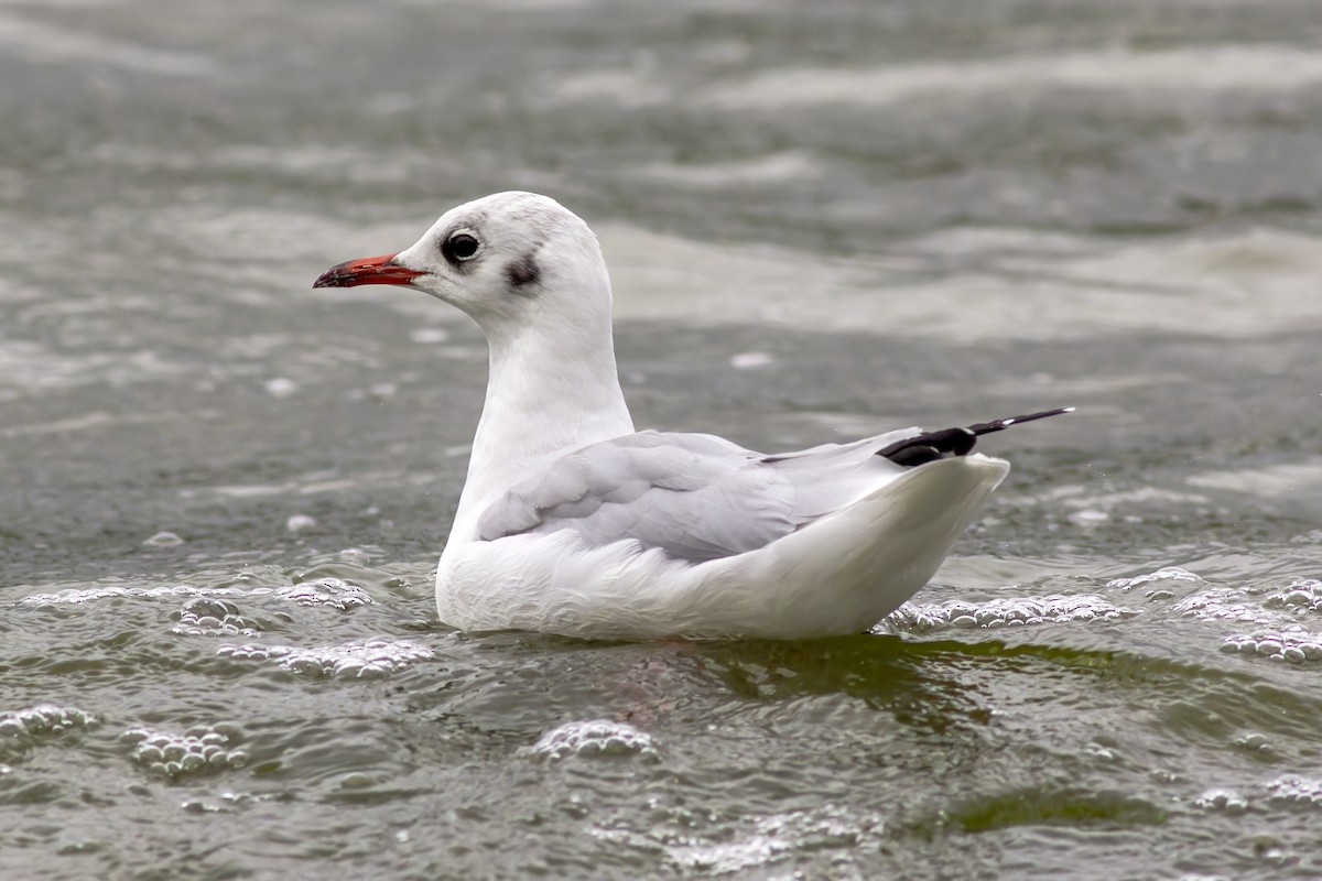 Mouette rieuse - ML616635572