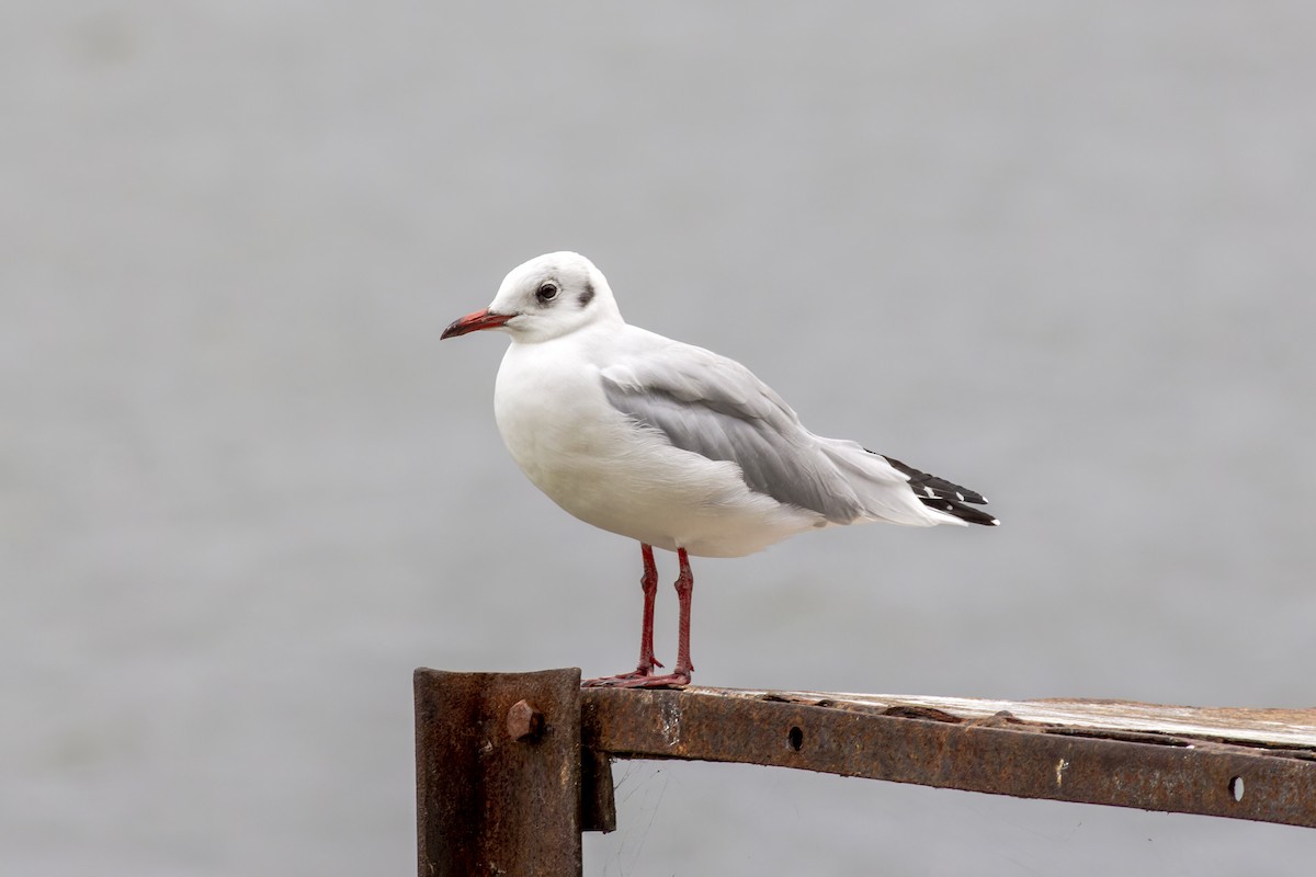 Black-headed Gull - African Googre