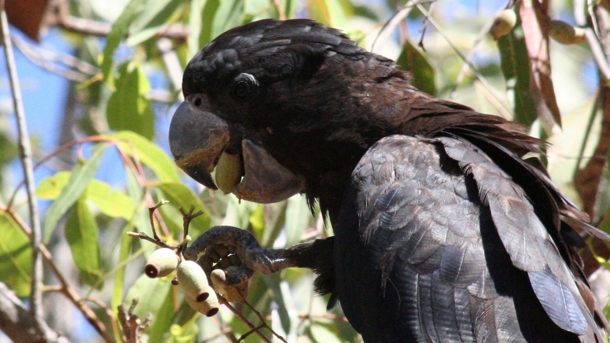 Red-tailed Black-Cockatoo - ML616635574