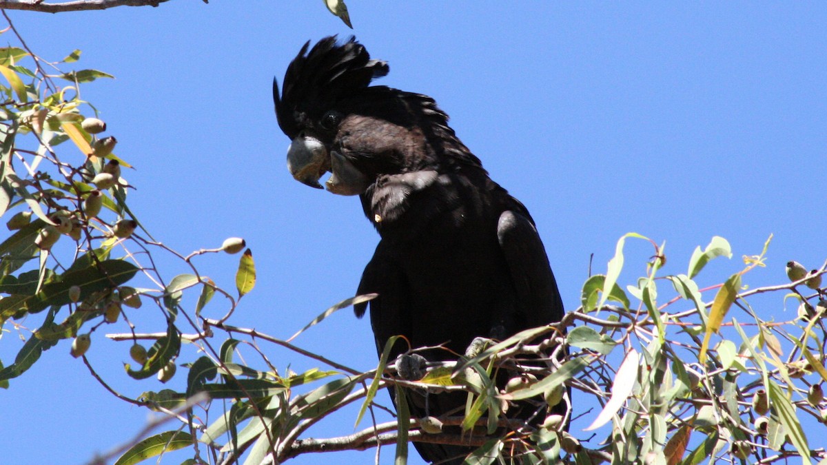 Red-tailed Black-Cockatoo - ML616635575