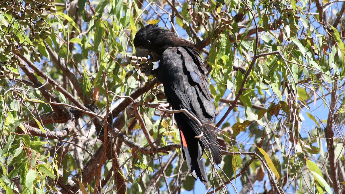 Red-tailed Black-Cockatoo - ML616635576
