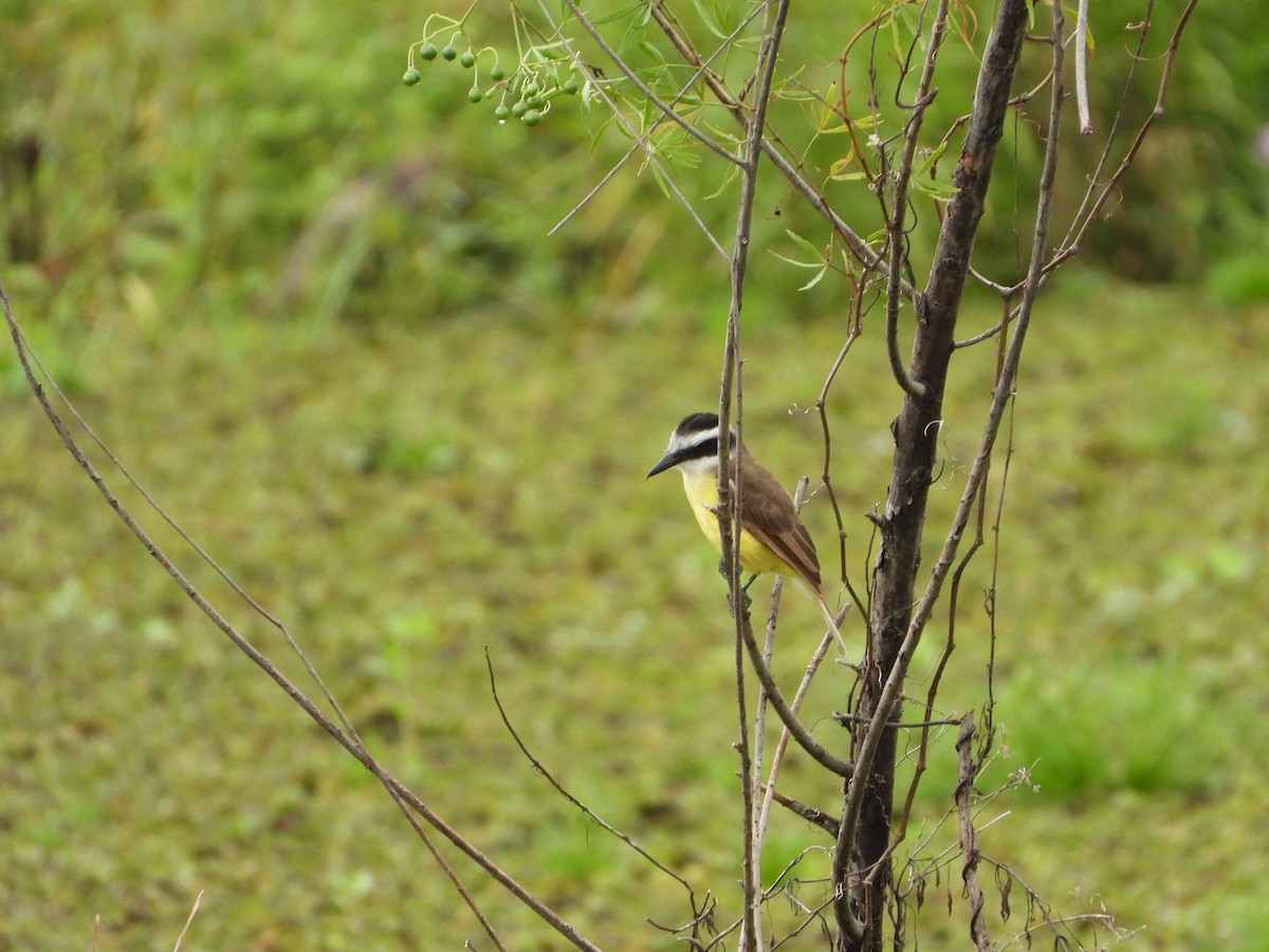 Great Kiskadee - ML616635577