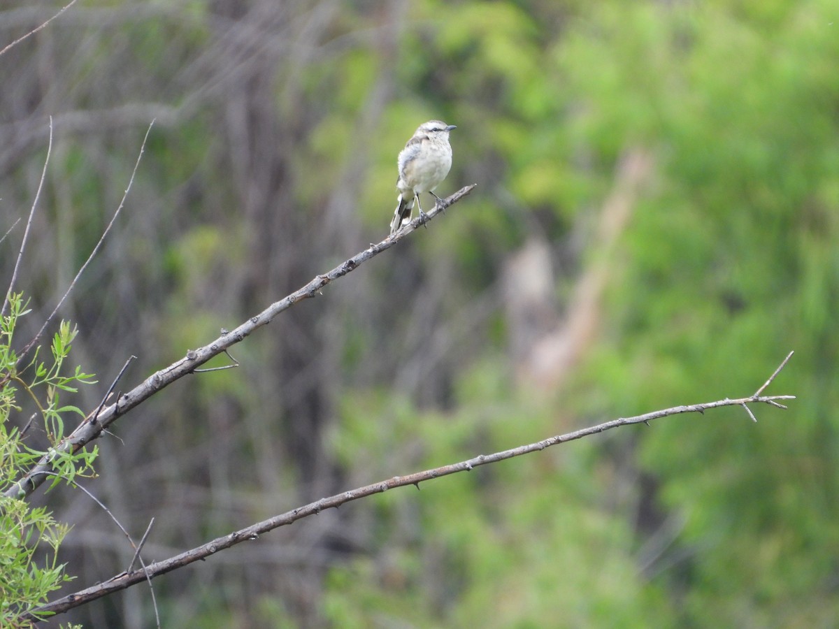 Chalk-browed Mockingbird - Evan Walters