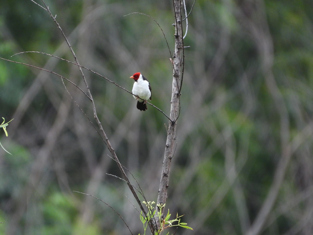 Yellow-billed Cardinal - Evan Walters