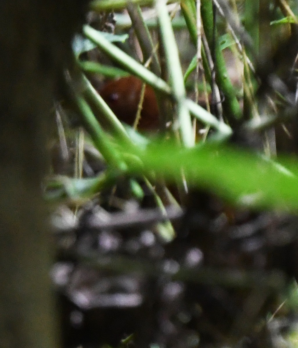 Black-banded Crake - ML616635695