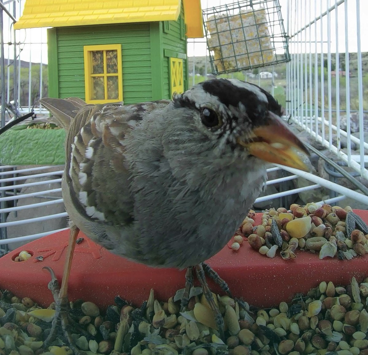 White-crowned Sparrow - ML616635769