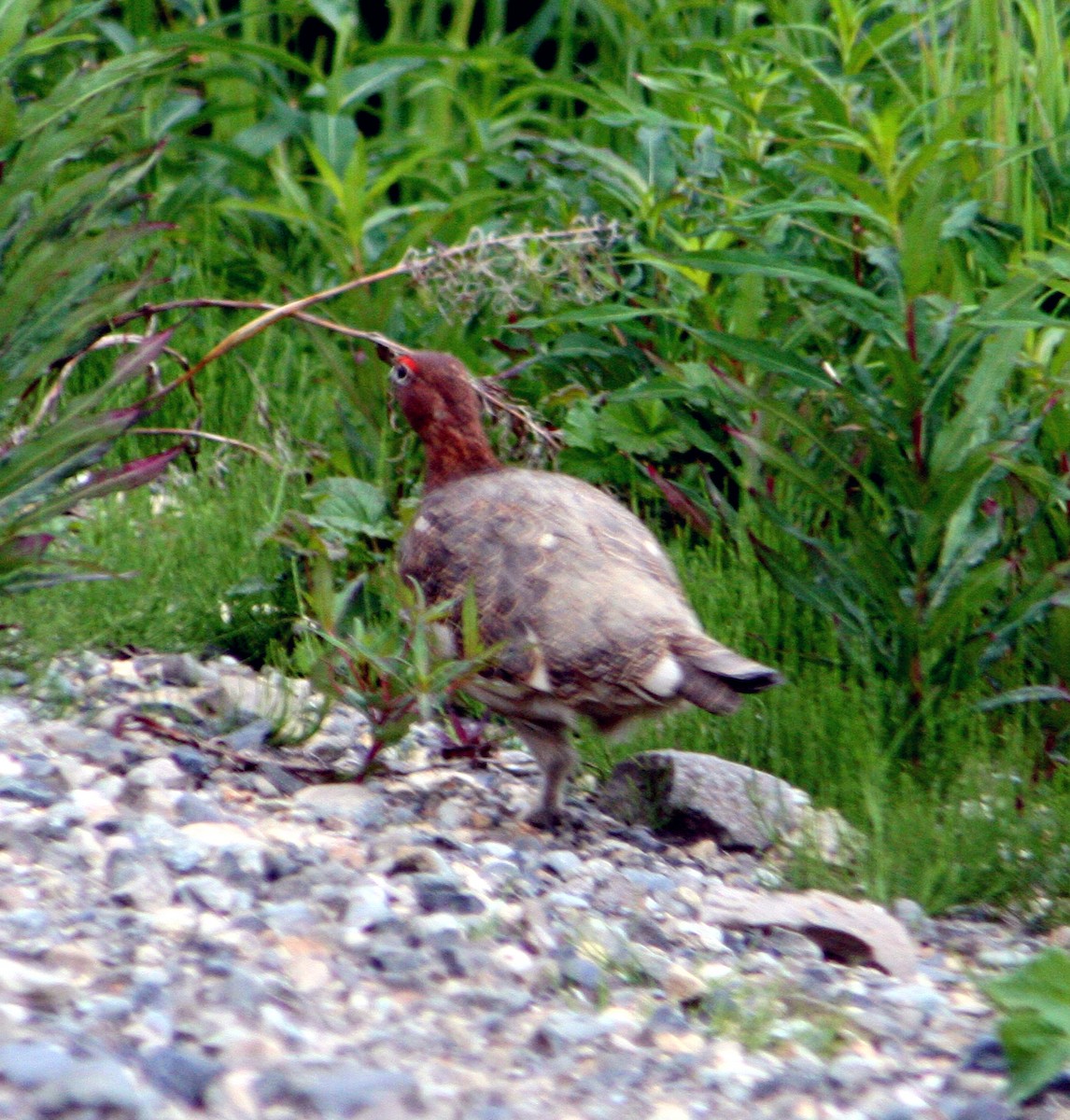 Willow Ptarmigan - ML616635797