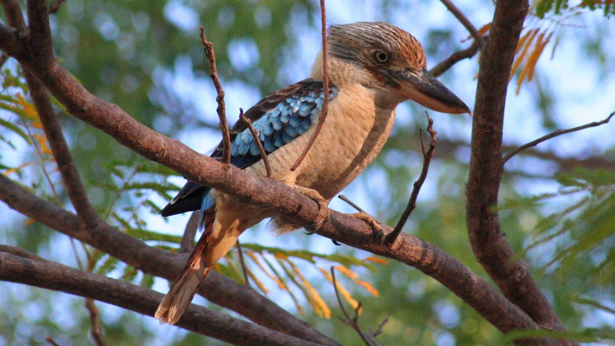 Blue-winged Kookaburra - ML616635828