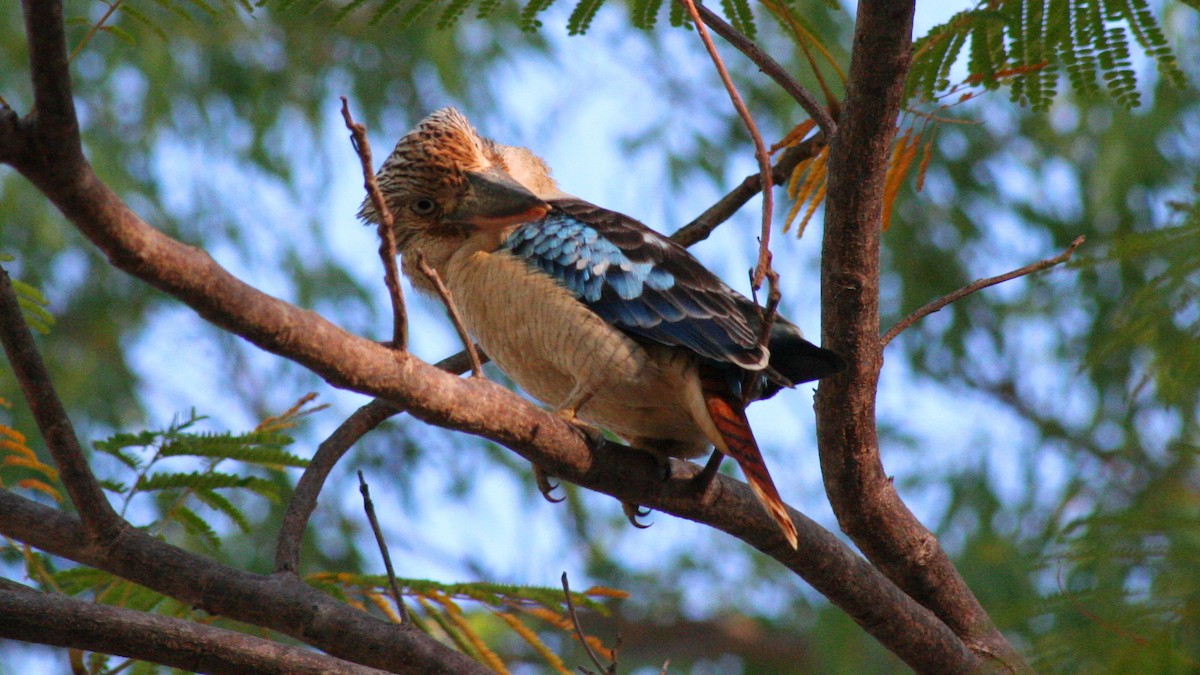 Blue-winged Kookaburra - ML616635839