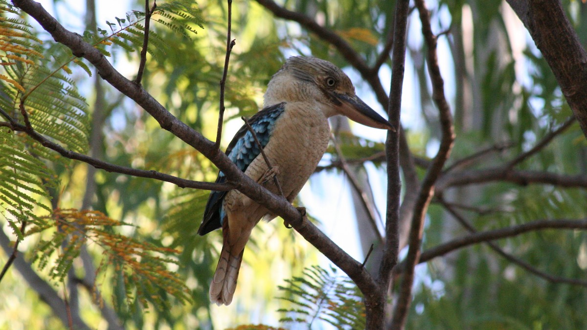 Blue-winged Kookaburra - ML616635840