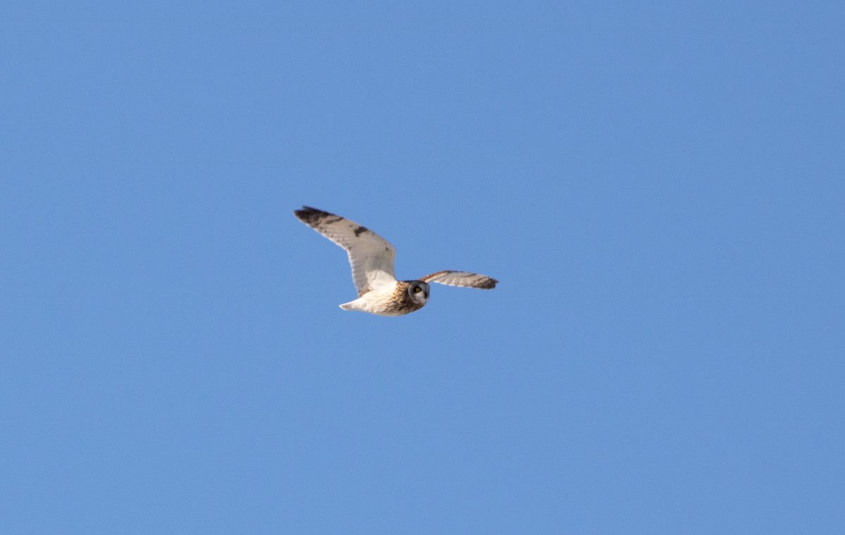 Short-eared Owl - ML616635911