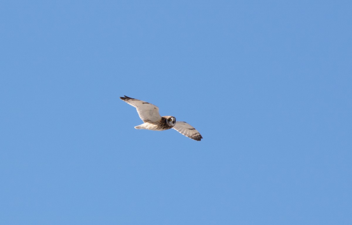 Short-eared Owl - Annika Anderson