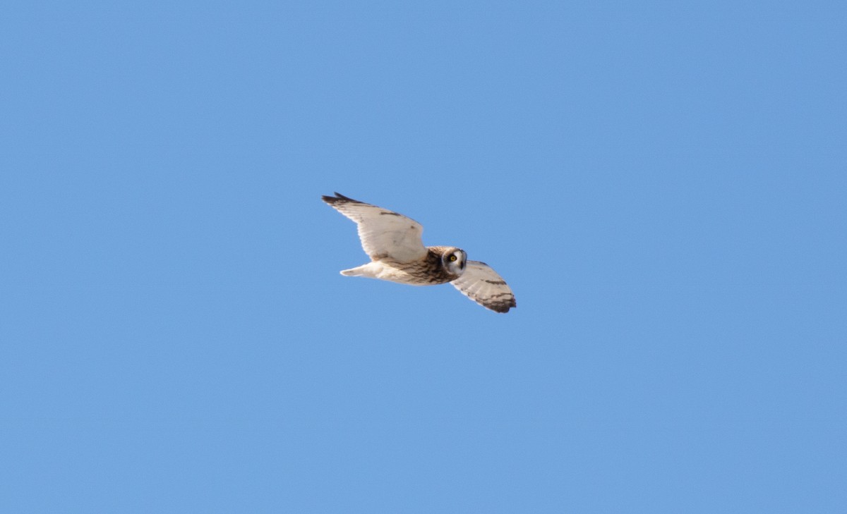 Short-eared Owl - ML616635913