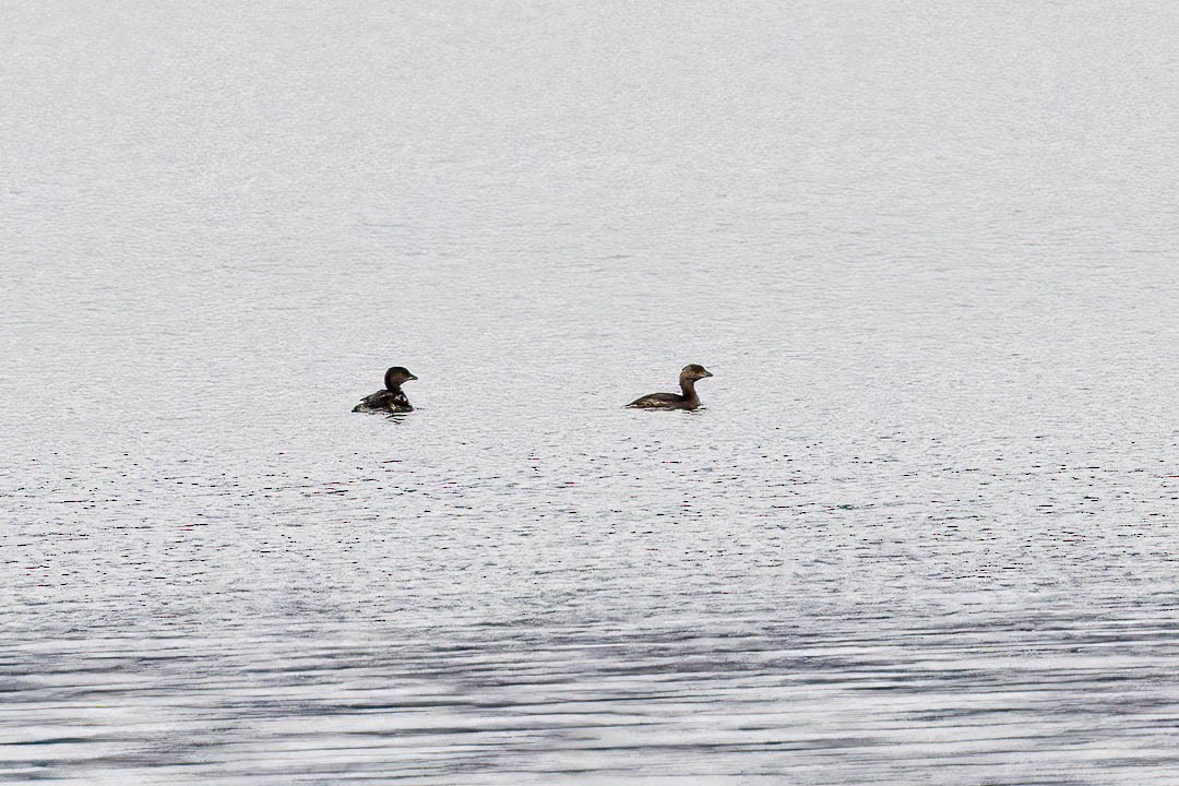 Pied-billed Grebe - ML616635942