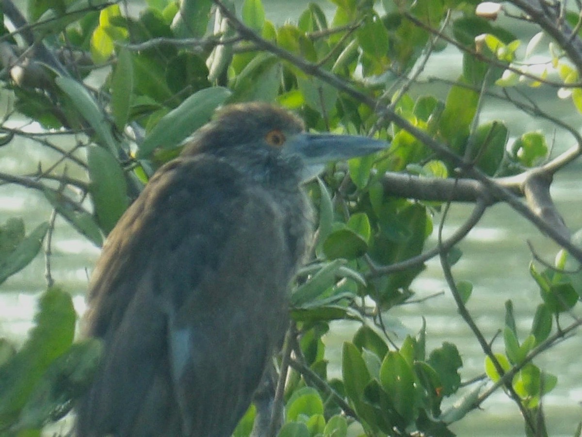 Yellow-crowned Night Heron - ML616635984