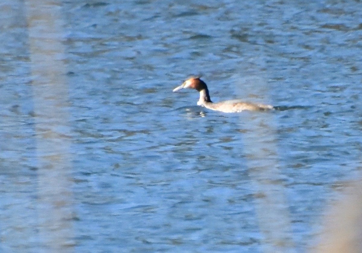 Great Crested Grebe - ML616635993