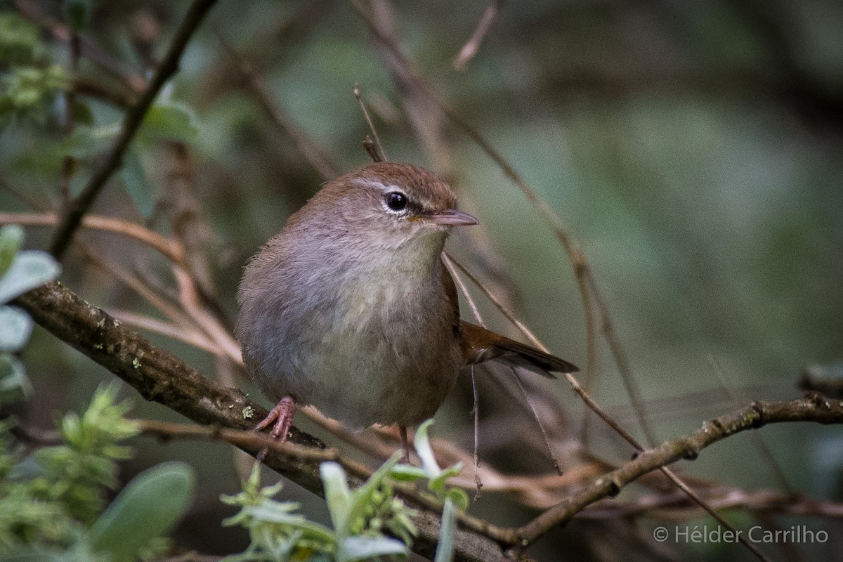 Cetti's Warbler - ML616636019