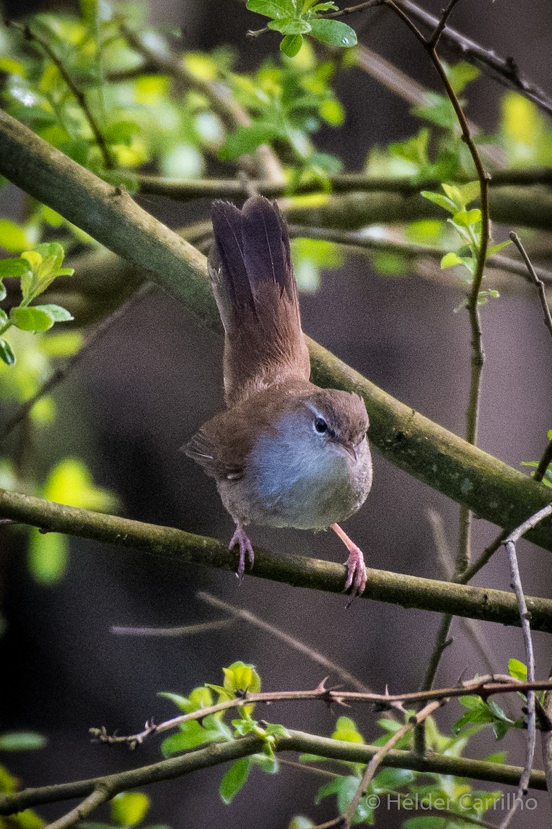 Cetti's Warbler - ML616636020