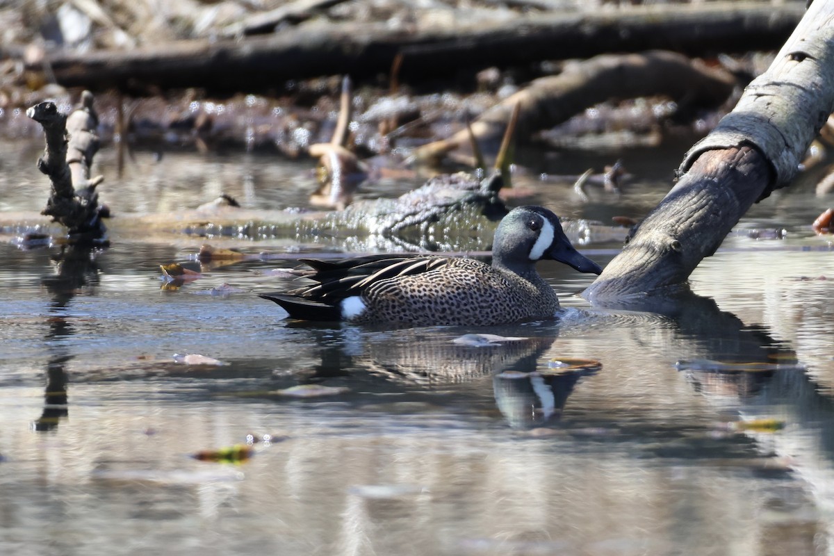 Blue-winged Teal - ML616636078