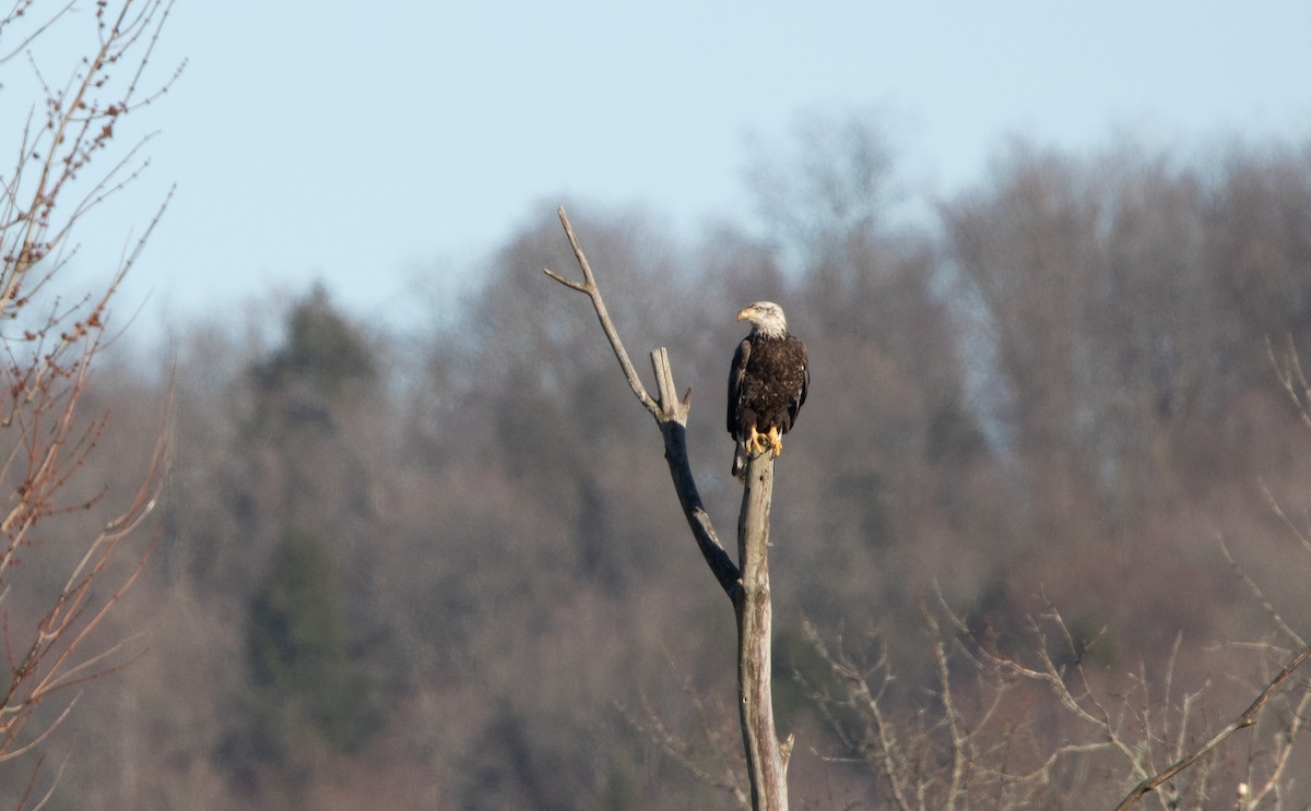 Bald Eagle - ML616636111