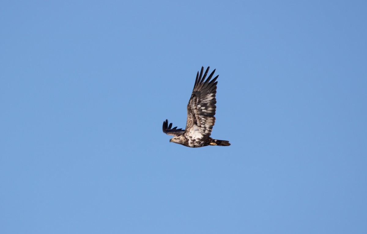 Bald Eagle - ML616636114