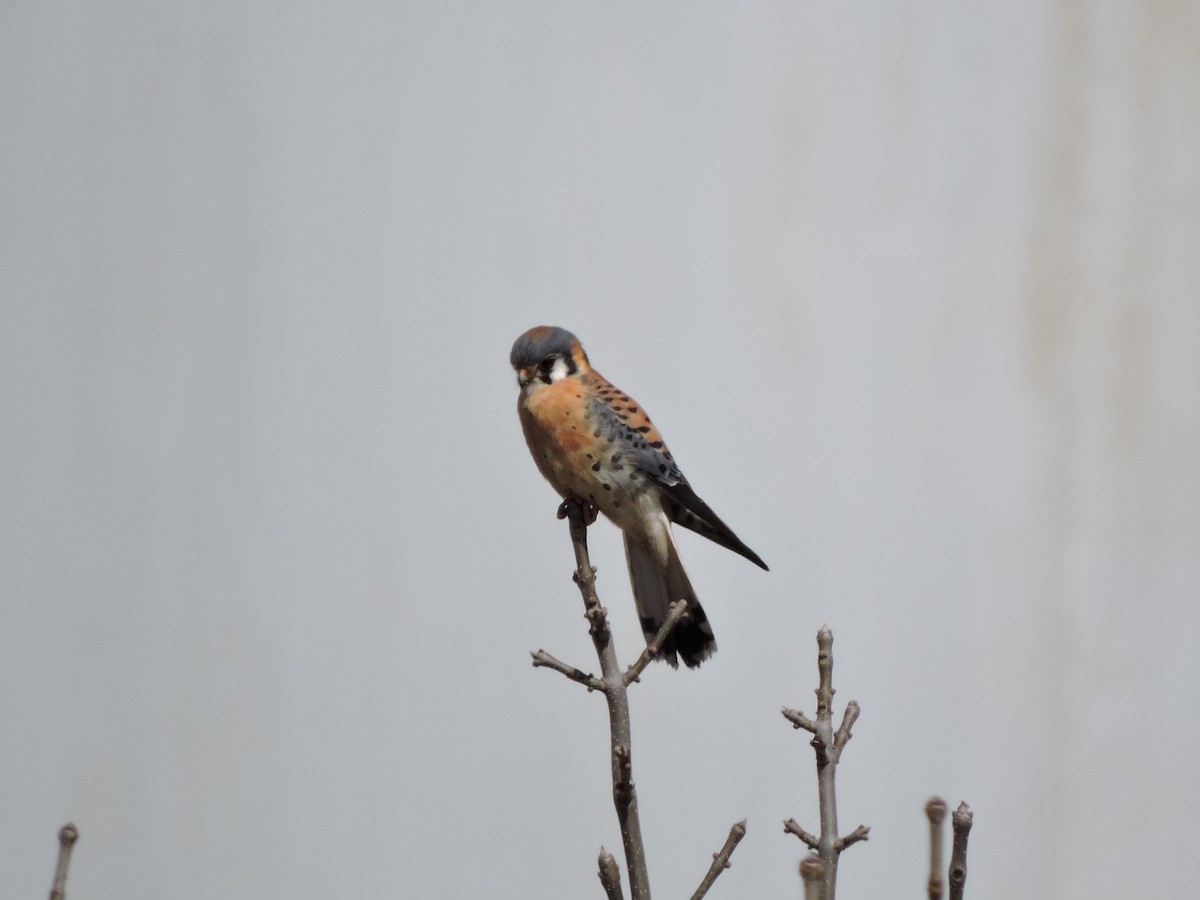 American Kestrel - Mike Norton