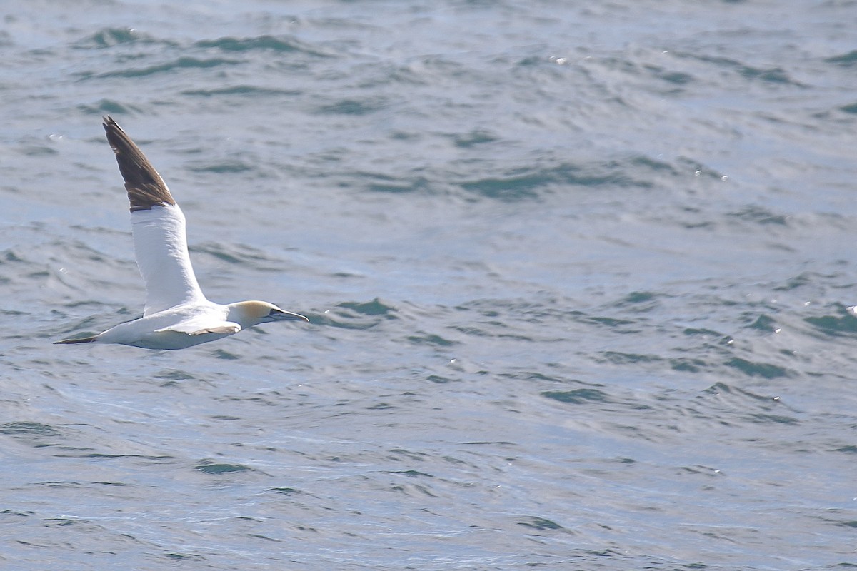 Northern Gannet - ML616636147