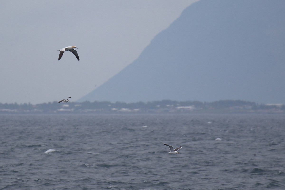 Northern Gannet - ML616636151