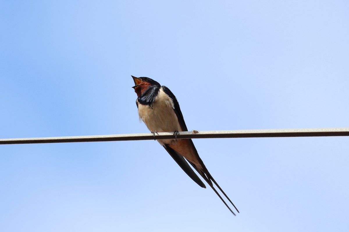 Barn Swallow - Giuseppe Fusco