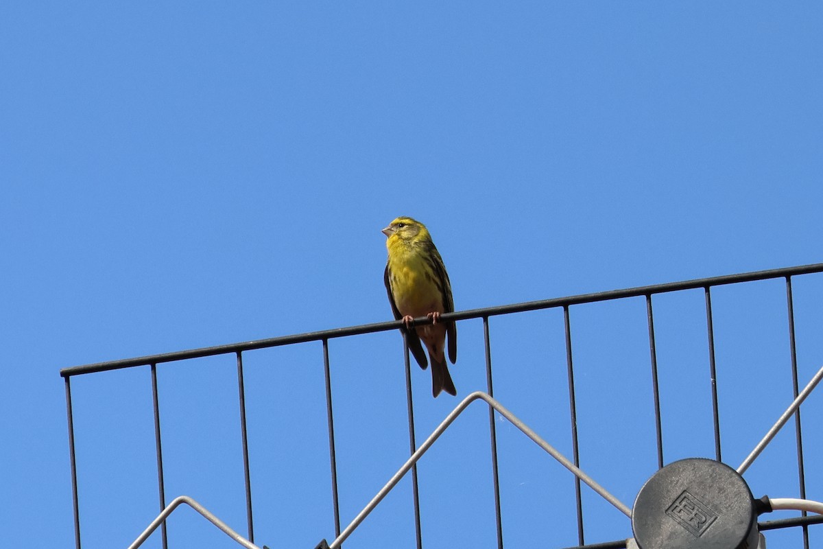 European Serin - Giuseppe Fusco