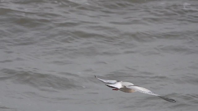 Little Gull - ML616636175