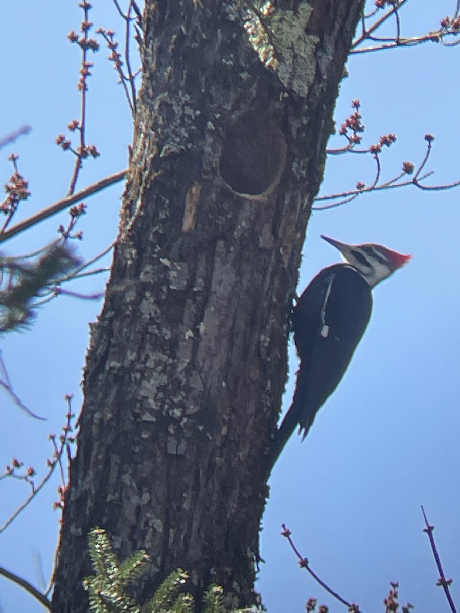 Pileated Woodpecker - ML616636183