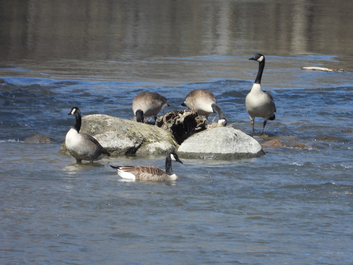 Canada Goose - ML616636263