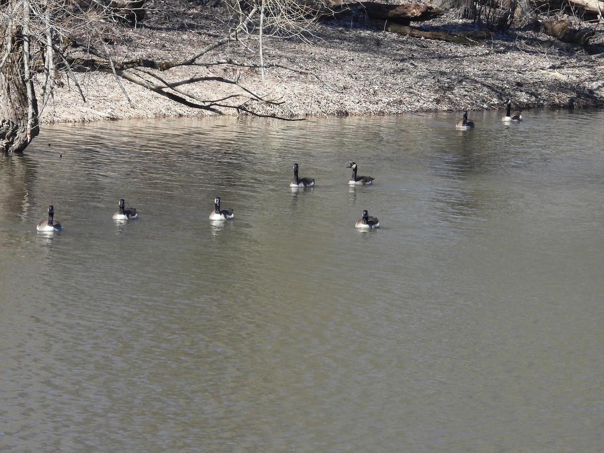 Canada Goose - ML616636264