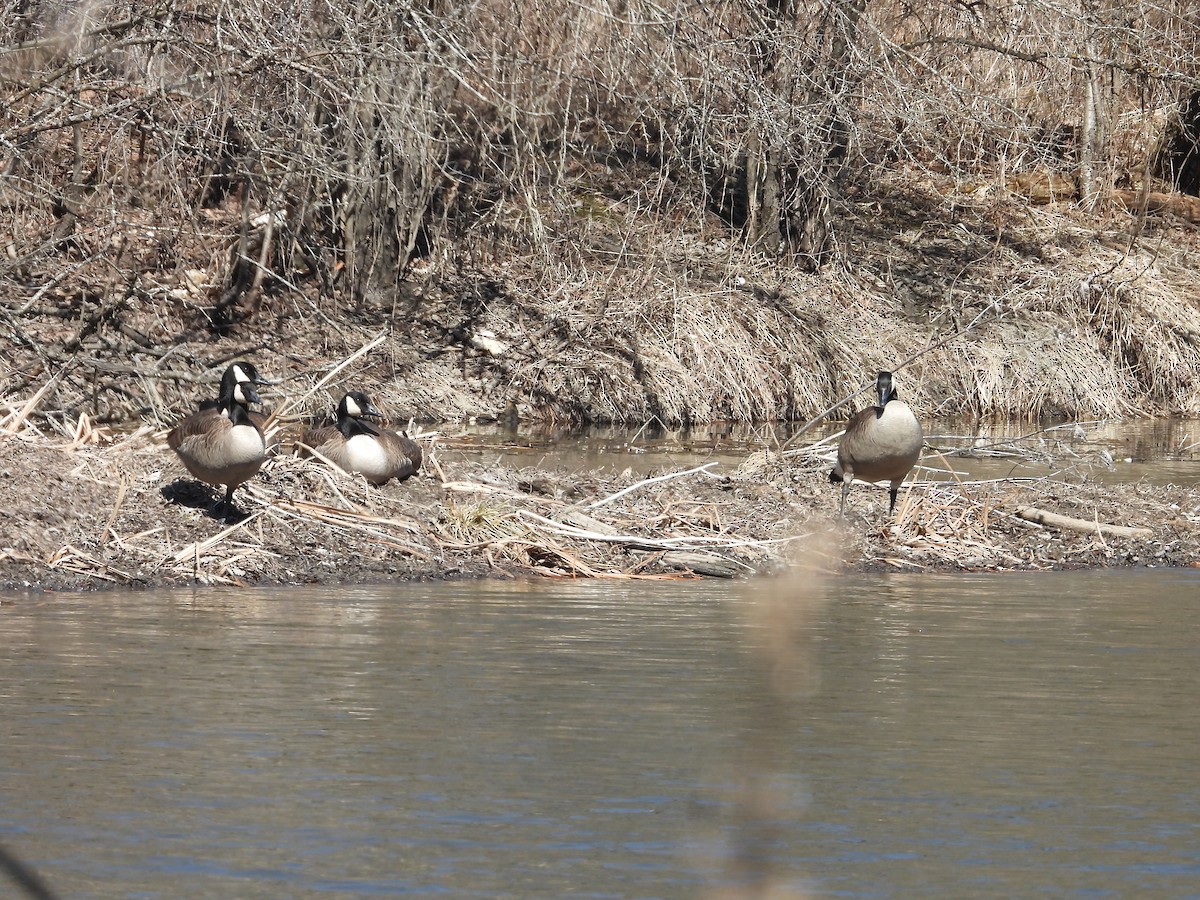 Canada Goose - ML616636266