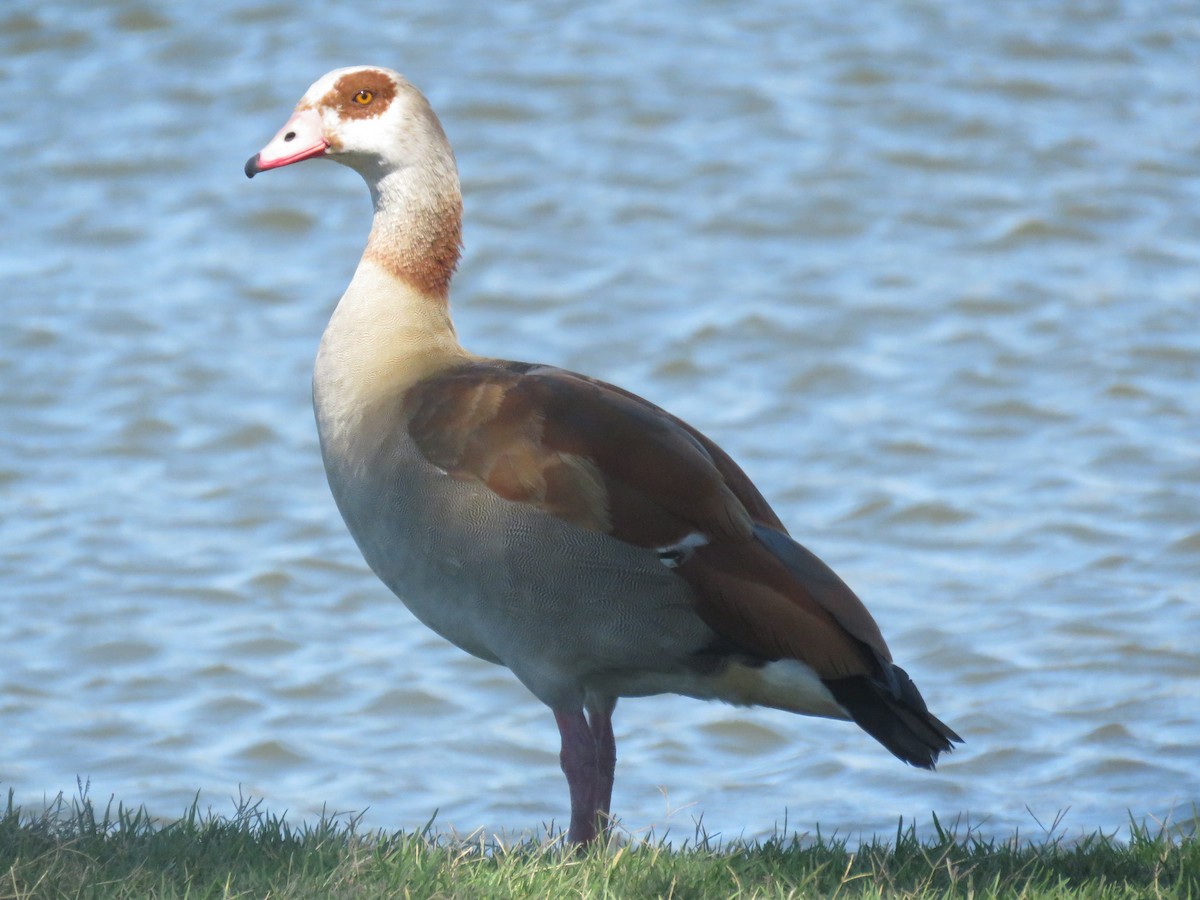 Egyptian Goose - ML616636285