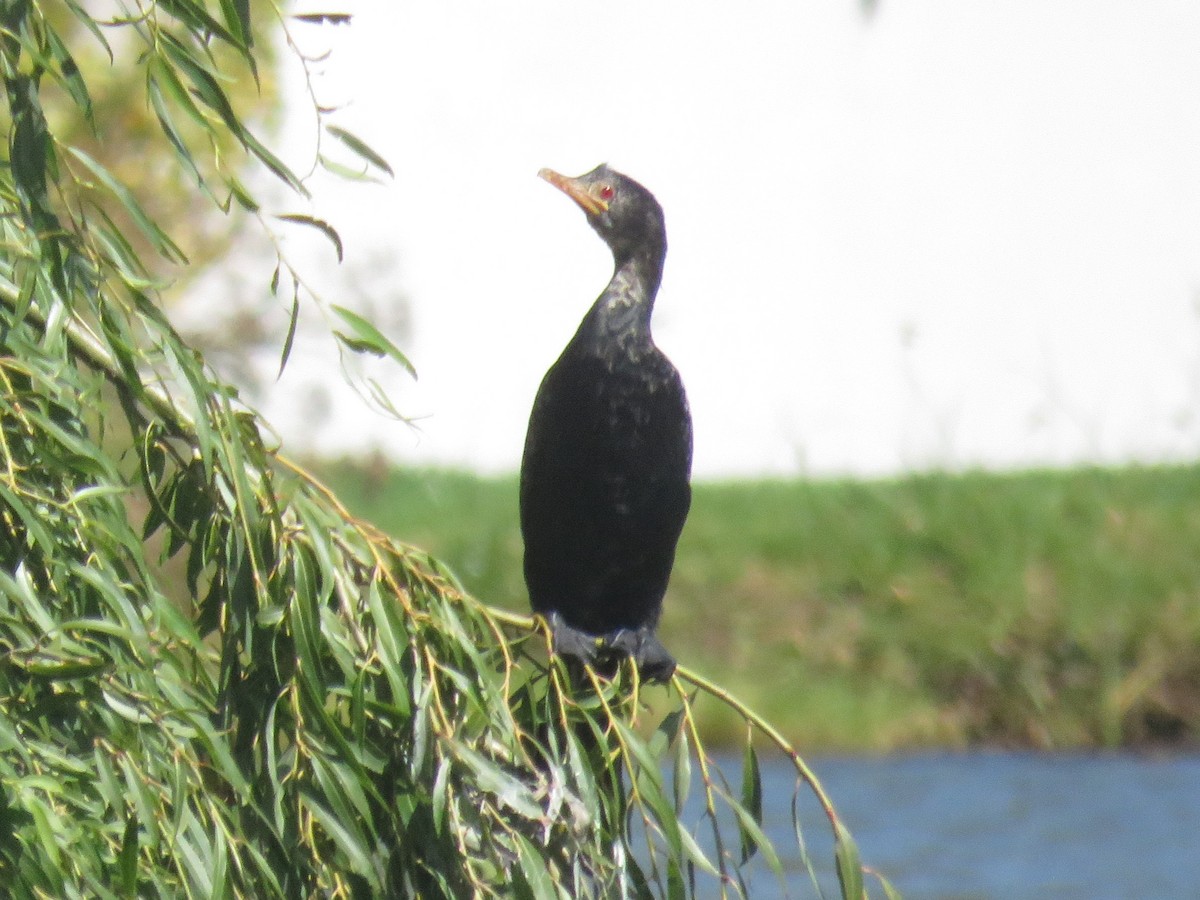 Long-tailed Cormorant - ML616636299