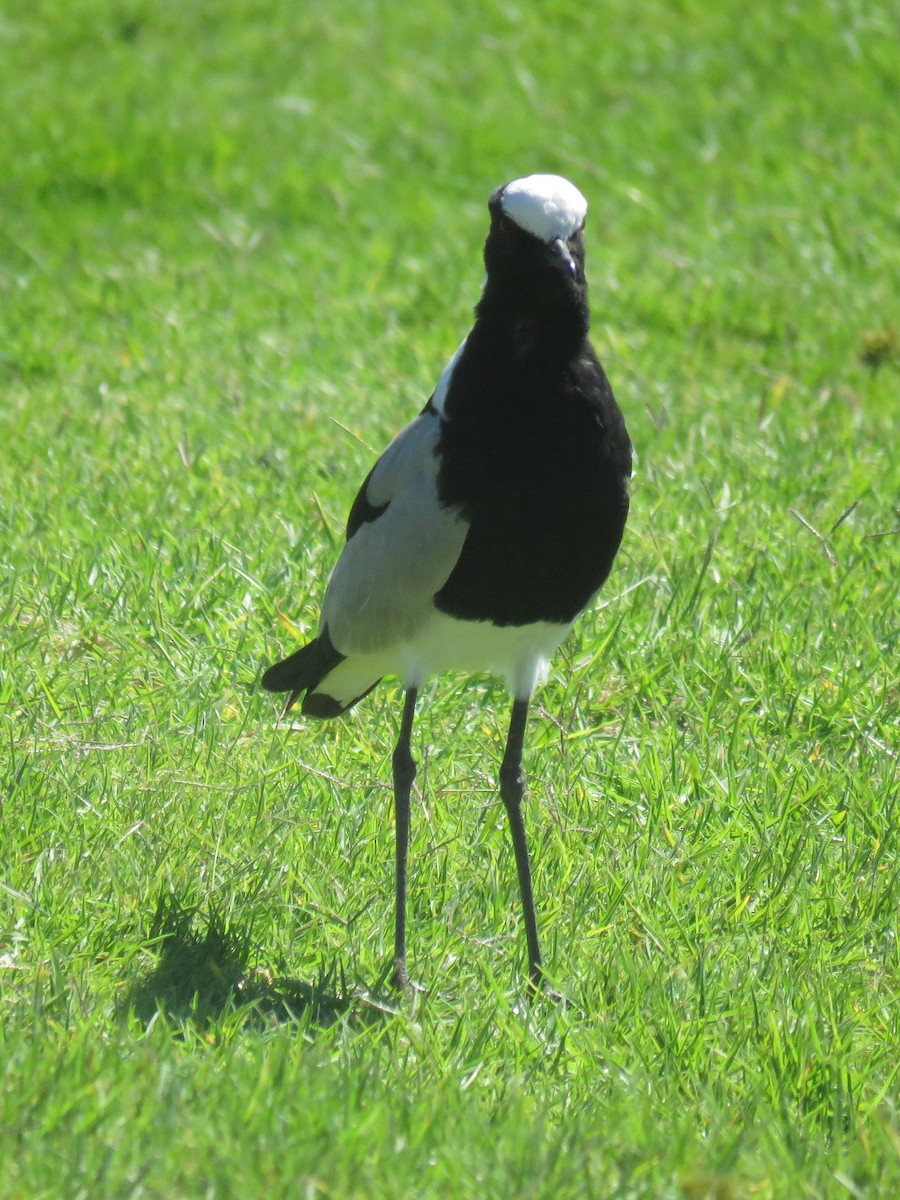 Blacksmith Lapwing - ML616636310