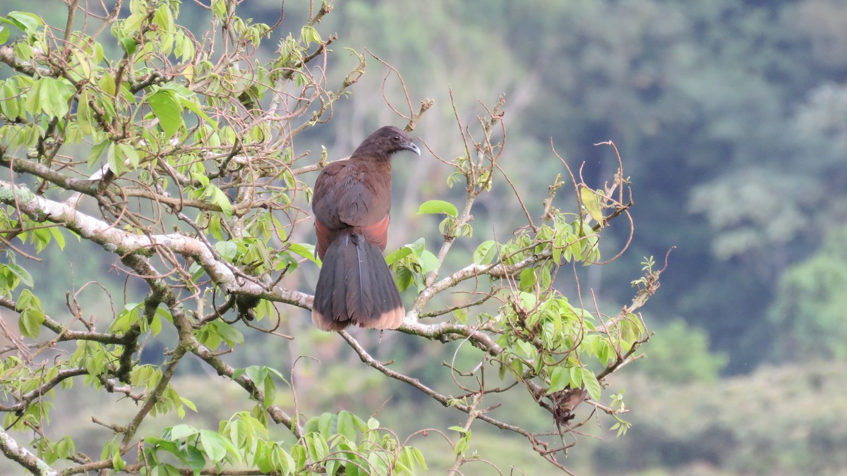 Gray-headed Chachalaca - ML616636326