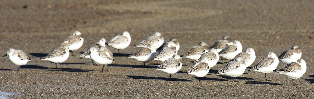 Sanderling - ML616636375