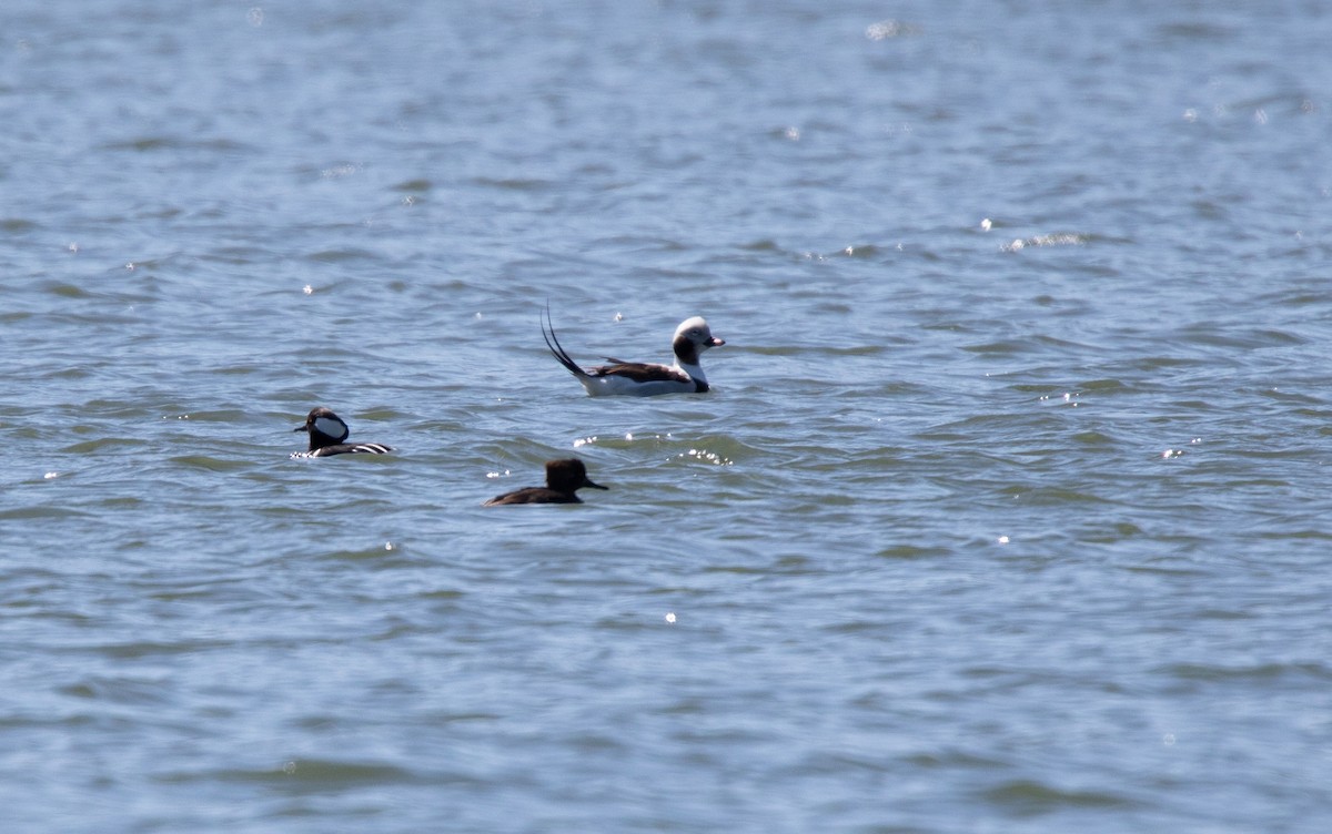 Long-tailed Duck - ML616636398