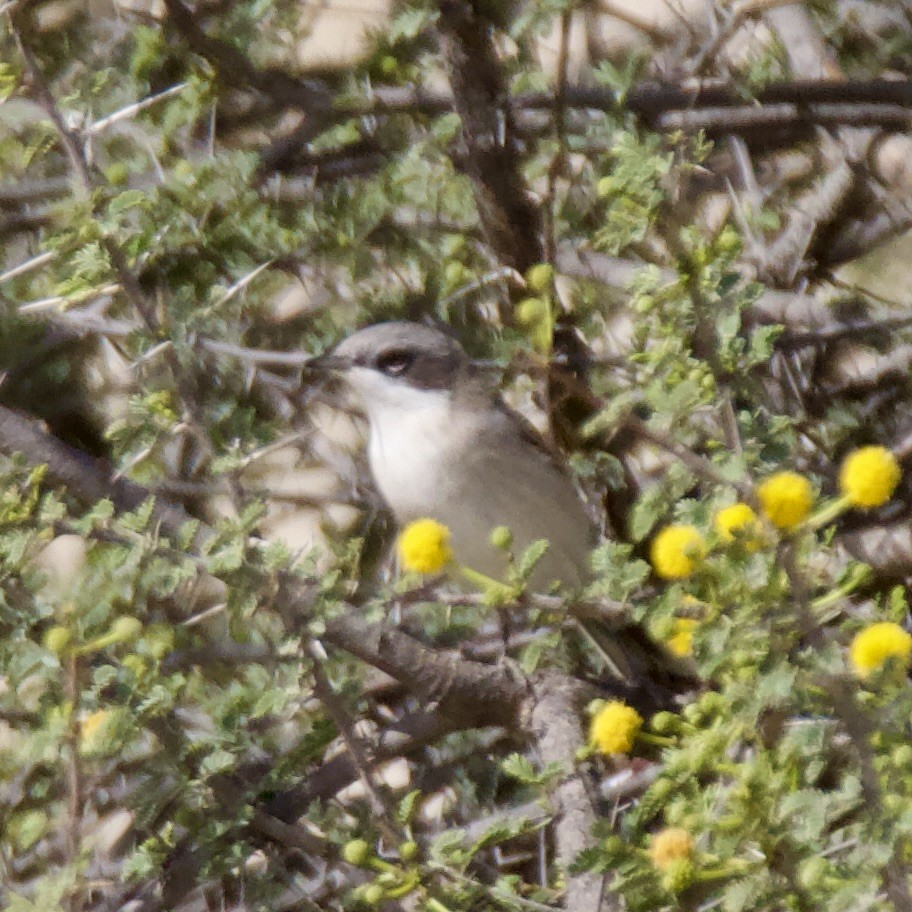 Curruca Zarcerilla - ML616636404