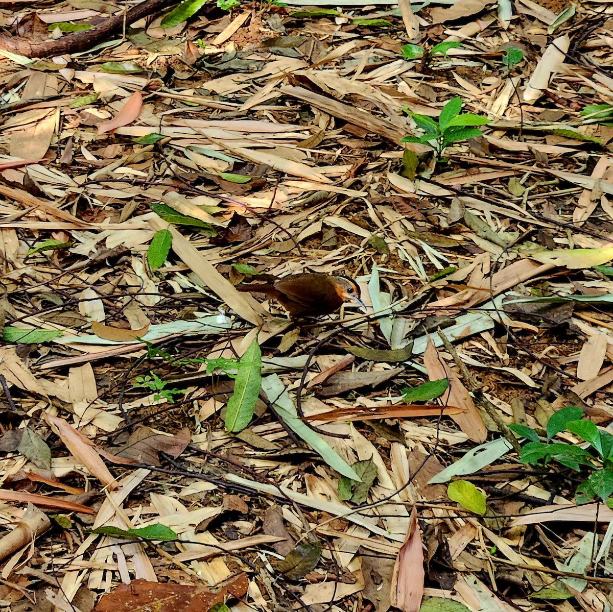 Javan Black-capped Babbler - ML616636419