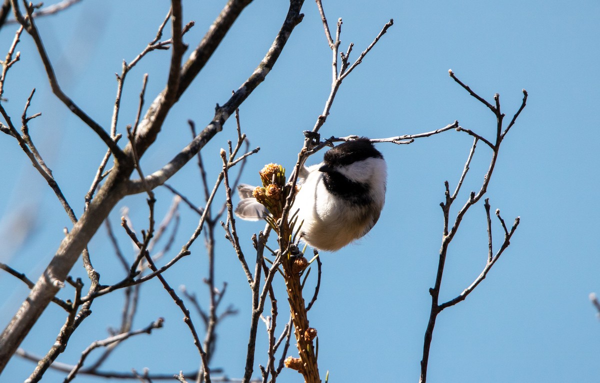 Black-capped Chickadee - ML616636436