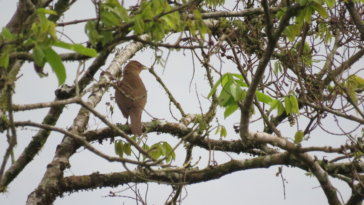 Clay-colored Thrush - ML616636458